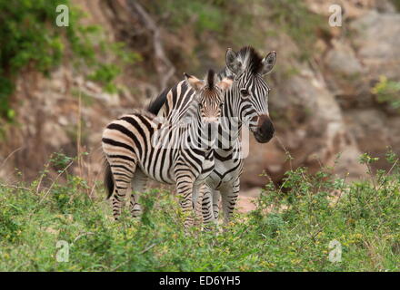 Mutter und Fohlen Ebenen Zebra, Equus Quagga, im Golden Gate Highlands National Park, Drakensberge, Südafrika Stockfoto