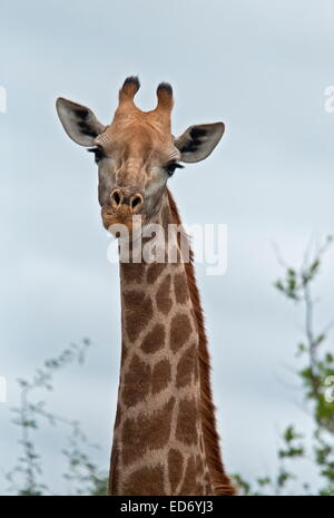 Eine Giraffe Giraffa Plancius, im Krüger Nationalpark, Südafrika Stockfoto