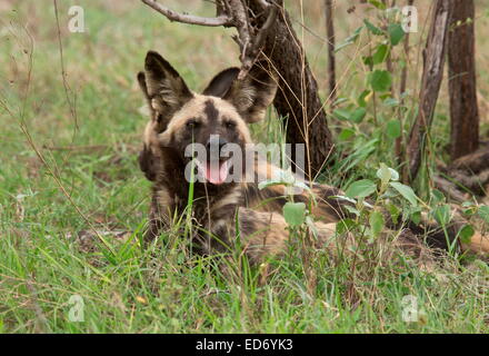 Wildhund, LYKAON Pictus, Teil eines Pakets nach der Fütterung ruhen; Kruger National Park, Südafrika Stockfoto