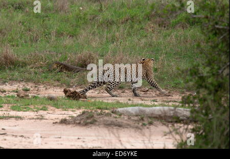 Leopard, Panthera Pardus, sorgfältig vermeiden eine große Nilwaran im Krüger Nationalpark, Südafrika Stockfoto