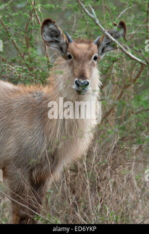 Junge männliche Wasserbock, Kobus Ellipsiprymnus, Krüger Nationalpark, Südafrika Stockfoto