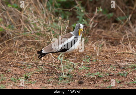 African Flecht-, Kiebitz oder Senegal Flecht-Regenpfeifer, Vanellus Senegallus, Krüger Nationalpark, Südafrika Stockfoto