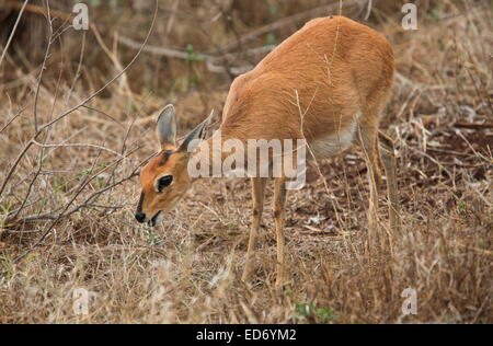 Steinböckchen, Raphicerus Campestris in Krüger Nationalpark, Südafrika Stockfoto