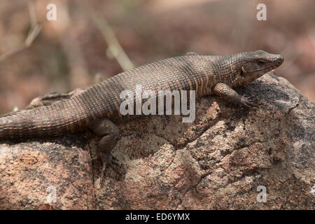 Felsenwaran auf Felsen im Krüger Nationalpark, Südafrika Stockfoto