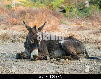 Esel (Equus Africanus Asinus), Corse-du-Sud, Korsika, Frankreich Stockfoto