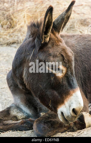 Esel (Equus Africanus Asinus), Corse-du-Sud, Korsika, Frankreich Stockfoto