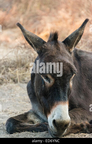 Esel (Equus Africanus Asinus), Corse-du-Sud, Korsika, Frankreich Stockfoto