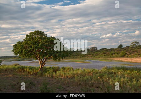 Zeigen Sie im unteren Sabie Camp, Krüger-Nationalpark an, mit Besen-Cluster Feigen im Vordergrund und Sabie River hinaus. Südafrika Stockfoto