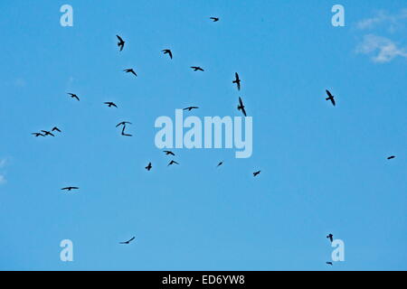 Wenig Swift strömen, am Abend, Krüger Nationalpark, Südafrika Stockfoto