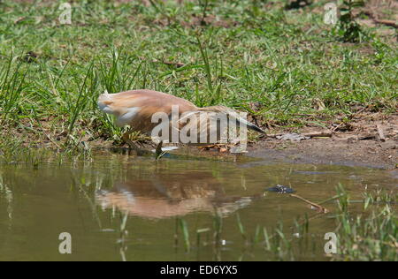Squacco Heron Fütterung am Seeufer, Krüger Nationalpark, Südafrika Stockfoto