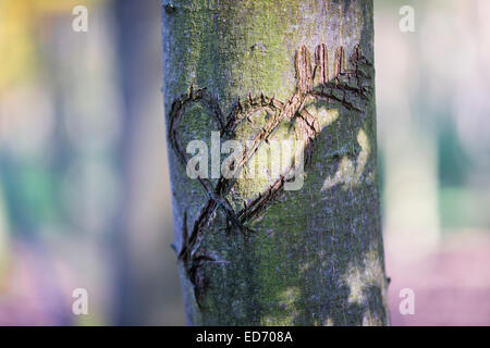 Herz geschnitzt in einen Baum, Liebeserklärung, Grunewalds, Berlin, Deutschland Stockfoto