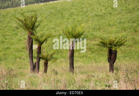 Gemeinsamen Baumfarn, Cyathea Dregei, Südafrika Stockfoto