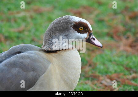 Nilgans (Alopochen Aegyptiaca) - Porträt einer Nilgans London Wetland Centre Barnes UK Stockfoto