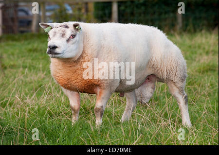 Beltex Schafe in schottischen Landschaft Stockfoto