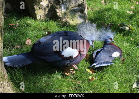 Männliche und weibliche Victoria gekrönte Taube (Goura Victoria) Stockfoto