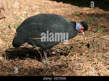 Afrikanische Crested Perlhühner (Guttera Pucherani) während der Nahrungssuche im Profil gesehen Stockfoto