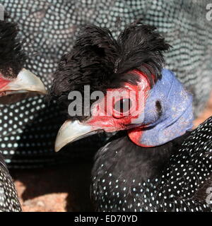 Afrikanische Crested Perlhühner (Guttera Pucherani), Nahaufnahme des Kopfes und der funky schwarz "Frisur" Stockfoto