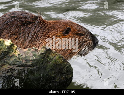 South American Nutrias oder River Ratte (Biber brummeln) am Rand des Wassers Stockfoto