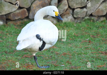 Cygnus Bewickii (Bewick ´s Schwan) - Schwan posiert auf einem Bein in London Wetland Centre Barnes UK Stockfoto