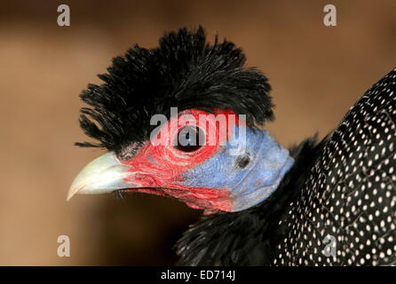 Afrikanische Crested Perlhühner (Guttera Pucherani), Nahaufnahme des Kopfes und der funky schwarz "Frisur" Stockfoto