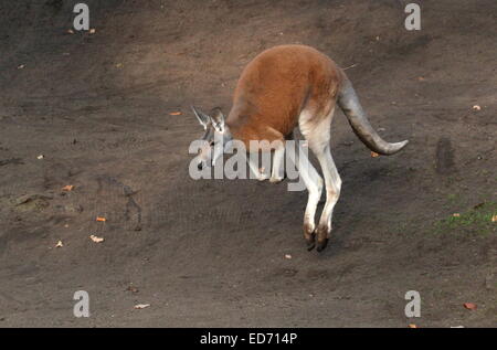 Roter Känguruh (Macropus Rufus) springen vorbei im Nahbereich Stockfoto