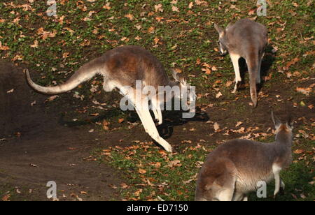 Roter Känguruh (Macropus Rufus) springen vorbei im Nahbereich Stockfoto