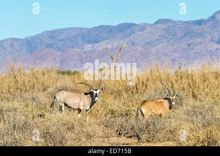 Oryx aka Gemsbok Kuh mit deformierten Hörnern + 3 Wochen altes Kalb, Namib Wüste, Namibia Stockfoto