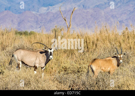 Oryx aka Gemsbok Kuh mit deformierten Hörnern + 3 Wochen altes Kalb, Namib Wüste, Namibia Stockfoto