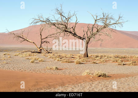 Dead Acacia Trees, Dune 45, Sossusvlei, Namib-Naukluft National Park, Namibia Stockfoto