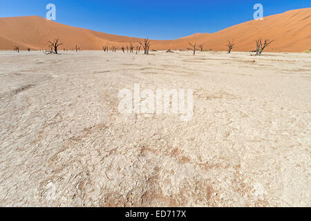 Tonpfannen, tote Kameldorn (Akazien) Bäume und Sand, Deadvlei, aka Deadvlei oder Dead VLE, Sossusvlei, Namib-Naukluft National Park, Namibia Stockfoto