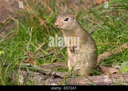 Europäische Ziesel / Spermophilus Citellus Stockfoto