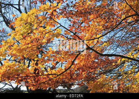 Golden und rotbraunen Buche Baumblätter beleuchtet durch eine niedrige Dezembersonne gegen einen klaren, blauen Himmel, Hampshire, England, UK Stockfoto