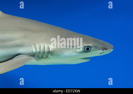 Carcharhinus Melanopterus - Schwarzspitzen-Riffhai - Meeresfisch Stockfoto