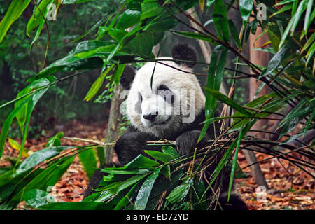 Großer Panda (Ailuropoda Melanoleuca) Essen und Bambus in Chengdu Forschung Base of Giant Panda Breeding, Provinz Sichuan, China Stockfoto