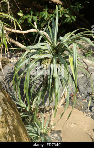 Schraube Kiefer oder Pandanus Baum mit Früchten, Koh Lanta Thailand, Südost-Asien. Stockfoto