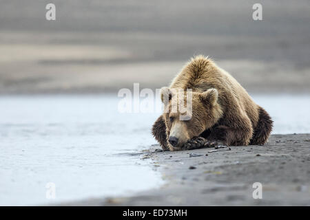 Ein Küsten Braunbär wartet geduldig auf Lachs neben einem Gezeitenbecken am Lake Clark NP, Alaska Stockfoto