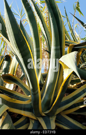 Agave Americana Fama 'Aurea Marginata' - bunte Jahrhundertpflanze - Stockfoto