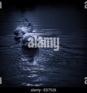 Schwanenpaar mit ihren Flügeln betonte im Licht Stockfoto