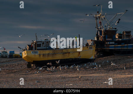 Hastings, East Sussex, Großbritannien. Dezember 2014. Ein kalter, meist heller klarer Tag an der East Sussex Coast mit Temperaturen um einige Grad über dem Gefrierpunkt. Die Möwen umgeben Das Gerade gelandete Fischerboot Stockfoto