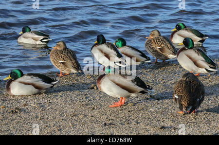 Stockente Enten (Anas Platyrhynchos) im späten Nachmittag Sonnenlicht an einem See stehen. Stockfoto