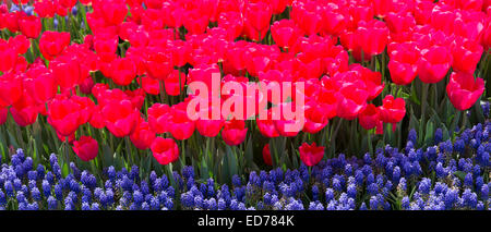 Frühling mehrjährige Tulpen Blumen Tulipa Gesneriana und Traubenhyazinthen Muscari Armeniacum Blütenpracht in Istanbul, Türkei Stockfoto