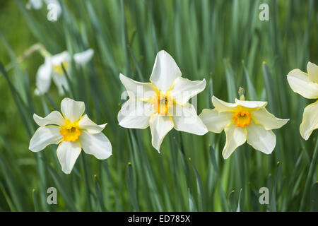 Narcissus 'Conspicuus' - weiß mit gelb gefärbte Blütenblätter und kompakte gelbe Trompete mit orange gefärbte Rand bei RHS Wisley, Surrey, UK Stockfoto