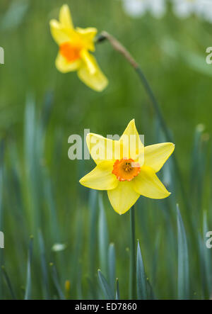 Narcissus 'Scarlet Elegance', gelbe Blüten, große schalenförmige orange Corona, an der RHS Gärten, Wisley, Surrey, UK im Frühling Stockfoto