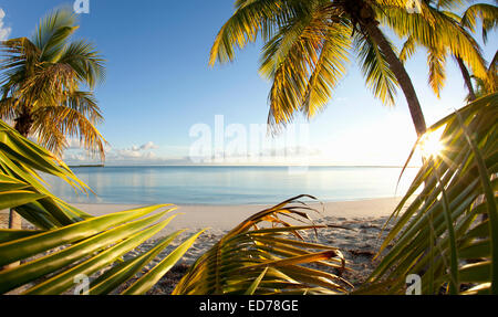 Palmen am tropischen Strand auf Abaco, Bahamas Stockfoto