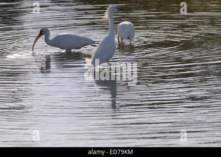 Große weiße Reiher und zwei Ibis in einer Lagune und Marsh für Lebensmittel am Fort De Soto North Beach in der Nähe von St. Petersburg, Florida suchen Stockfoto