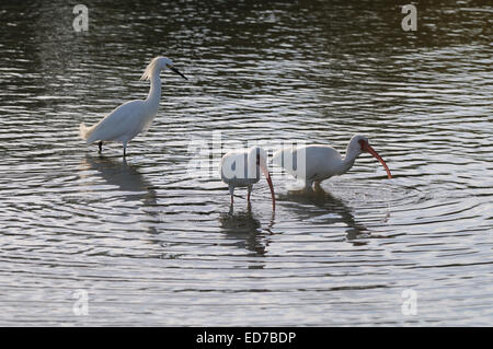 Große weiße Reiher und zwei Ibis in einer Lagune und Sumpf auf der Suche nach Essen im Fort de Soto North Beach in der Nähe von St. Petersburg, Florida Stockfoto