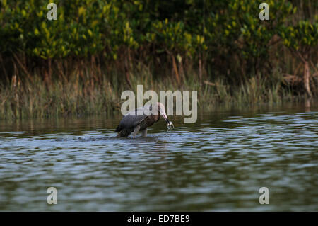 Rötlicher Reiher, Egretta saniert, in das seichte Wasser der Lagune und Sumpf der Fort De Soto auf der Suche nach Fisch, Florida, USA Stockfoto