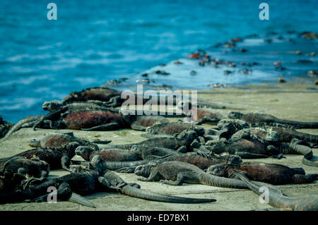 Leguane Sonnenbaden in Floreana Insel galpagos Stockfoto