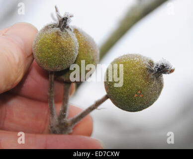 Sussex, UK. 30. Dezember 2014. Das Kopf-Klima in Großbritannien wirft einige seltsame Sehenswürdigkeiten - wie diese Äpfel wachsen an einem Baum in Sussex. Eingefroren auf Vorabend des neuen Jahres sind sie unwahrscheinlich, eine Rekordernte zu produzieren. Stockfoto