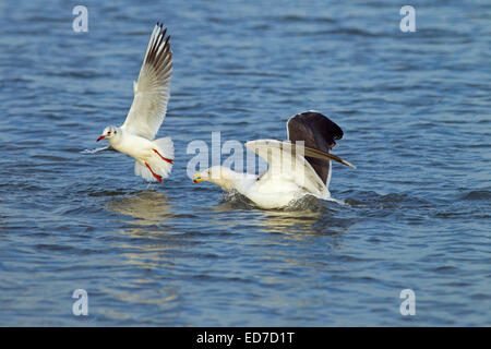 Schwarzkopfmöwe Larus ridibundus und Kleinmöwe Larus fuscus im Wintergefieder Norfolk-Küste Stockfoto